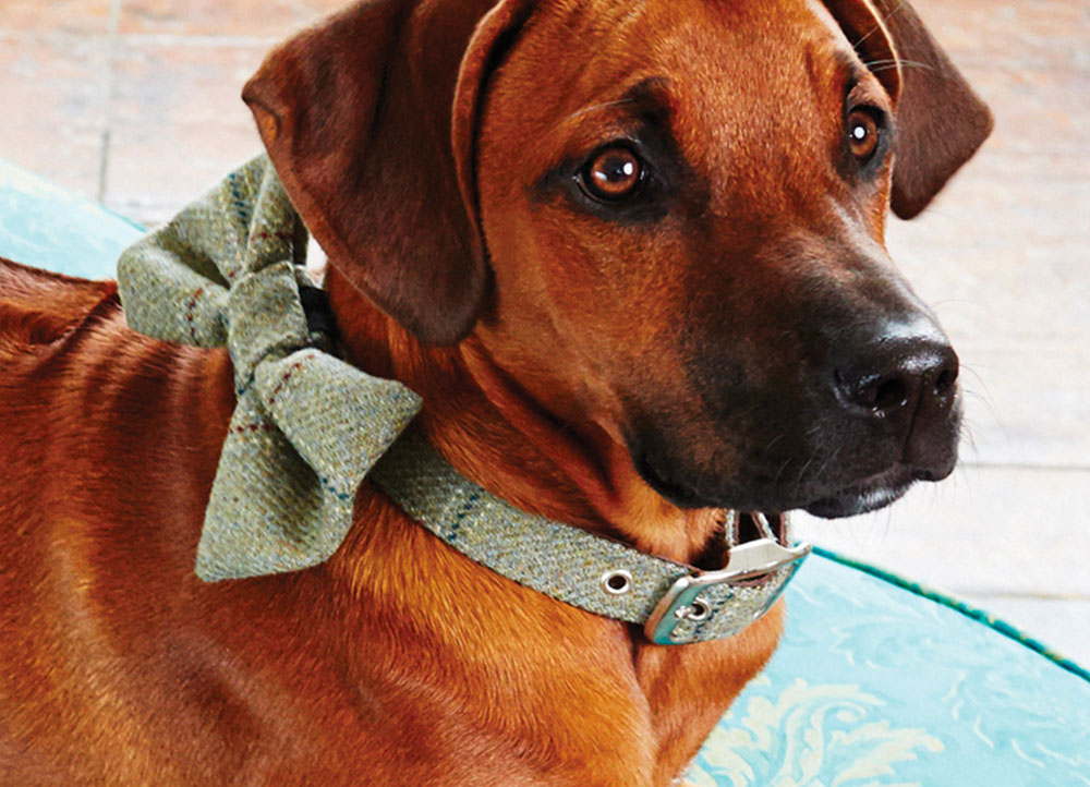 DOGG chce oblékat psy stylově. Na internet vstoupil první český couture & design e-shop pro psy